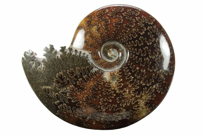 Polished Ammonite (Cleoniceras) Fossil - Madagascar #233507